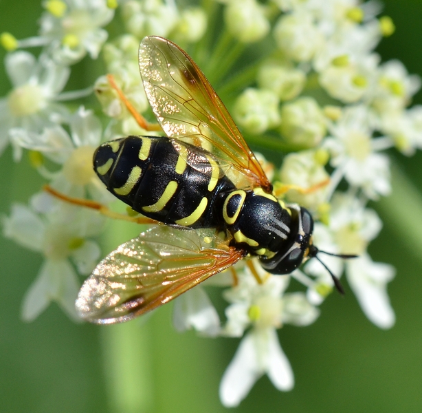 Chrysotoxum festivum?